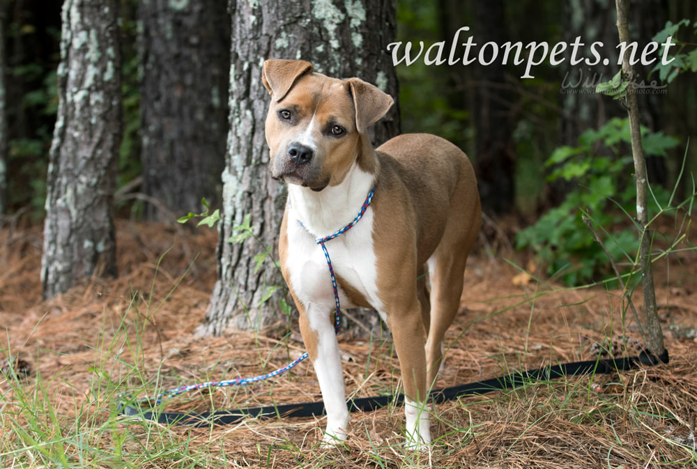 Brown and white American Pitbull Terrier dog outside on leash Picture