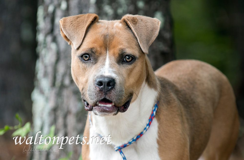 Brown and white American Pitbull Terrier dog outside on leash Picture