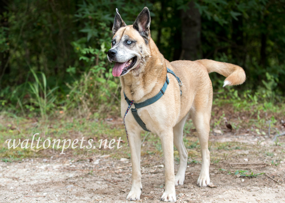 Older Shepherd Husky mix dog with blue eyes and harness animal shelter adoption Picture