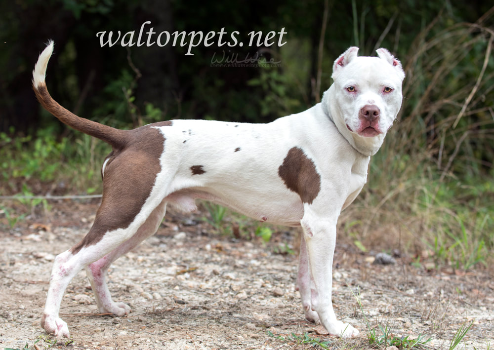 White pitbull with cropped ears Picture Picture