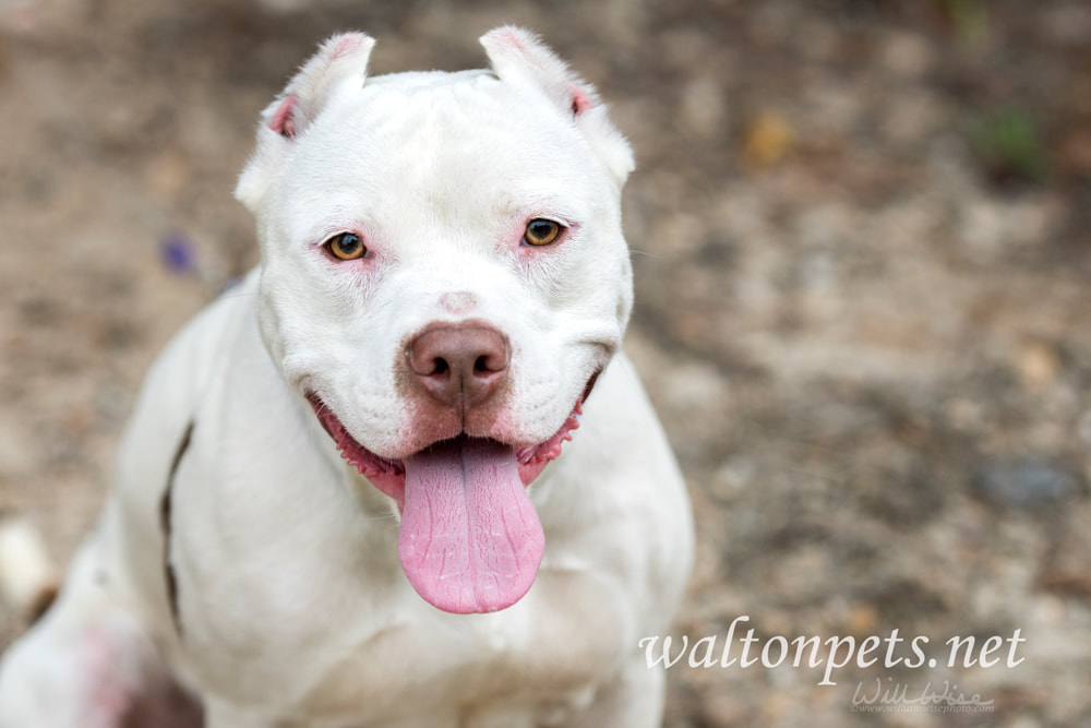 White pitbull with cropped ears Picture Picture