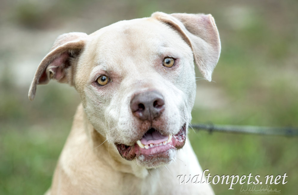 Happy neutered male tan Lab mixed breed dog rescue photo Picture