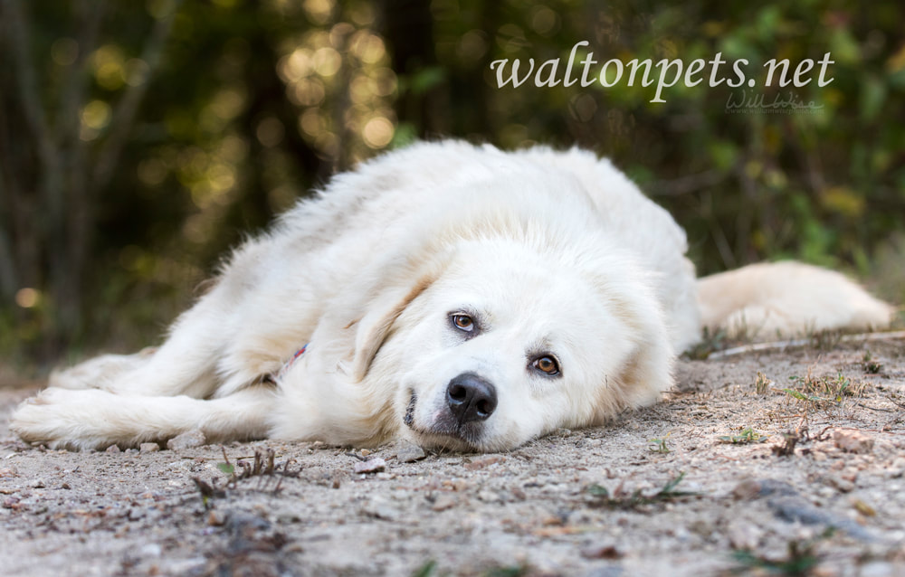 Lazy large white Great Pyrenees dog laying down outside Picture