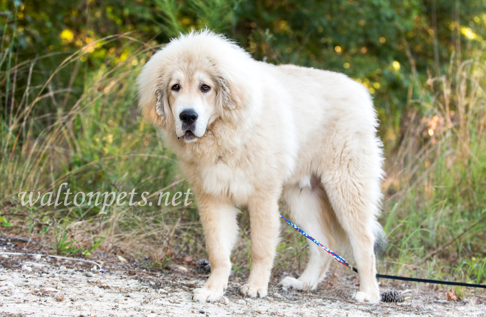 White fluffy Tibetan Mastiff mix breed dog adoption rescue Picture