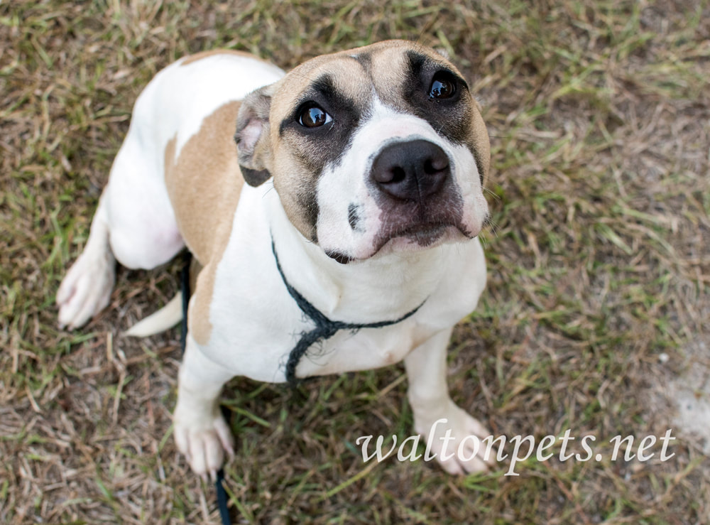 Young hound and boxer mixed breed puppy dog adoption photo Picture