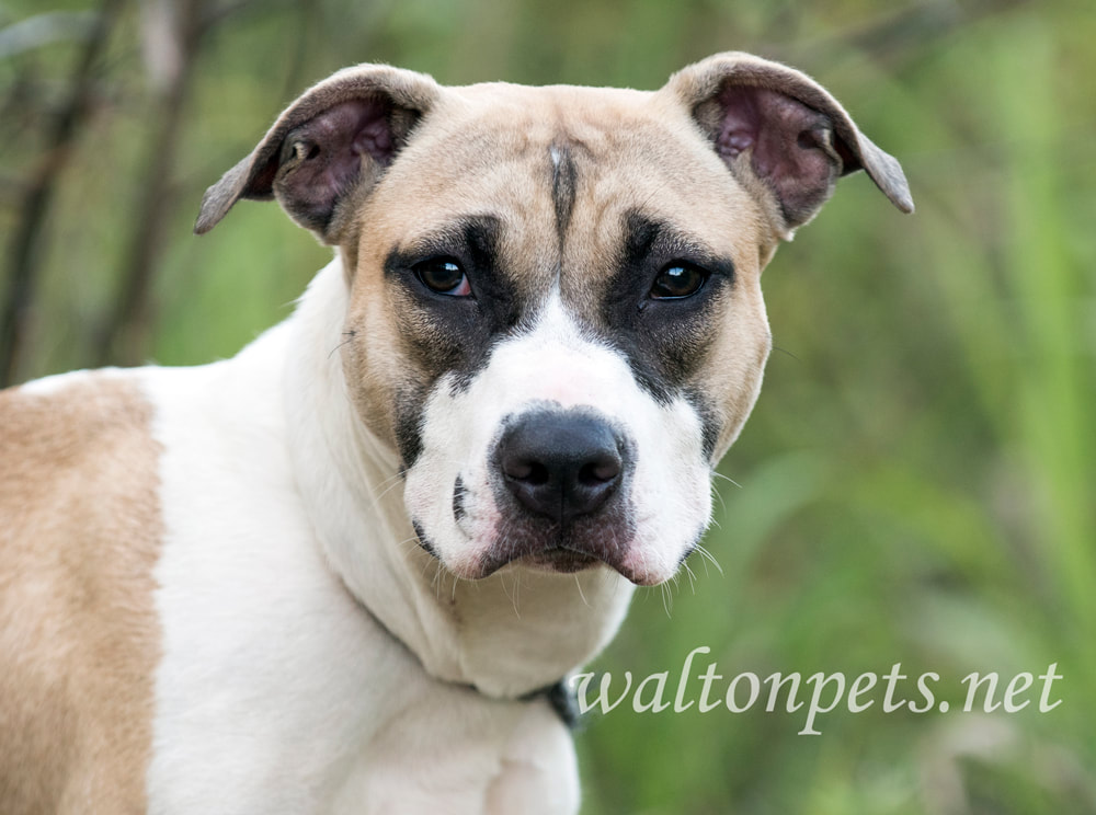 Young hound and boxer mixed breed puppy dog adoption photo Picture