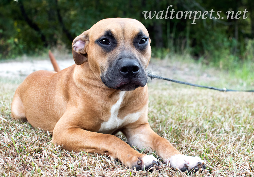 Cute boxer and pitbull mix breed puppy dog laying down outside on leash Picture