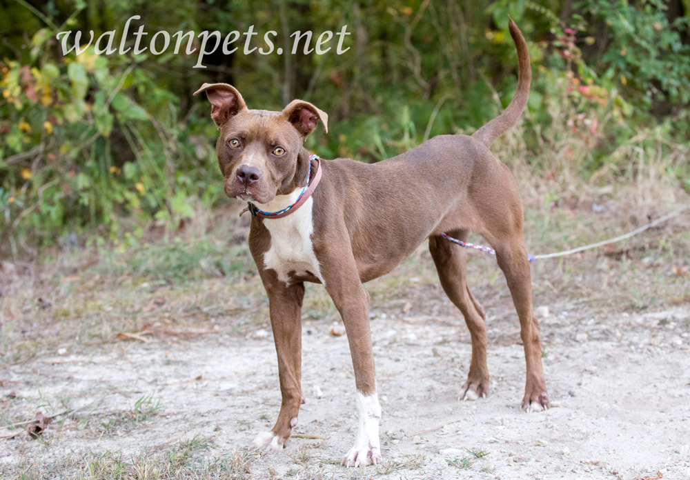 Young skinny Pitbull Terrier dog tied outside in the dirt Picture