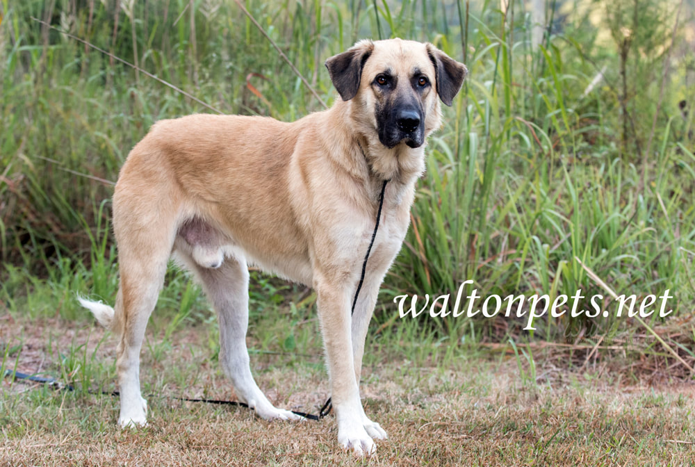 Anatolian Shepherd herding livestock guardian dog Picture