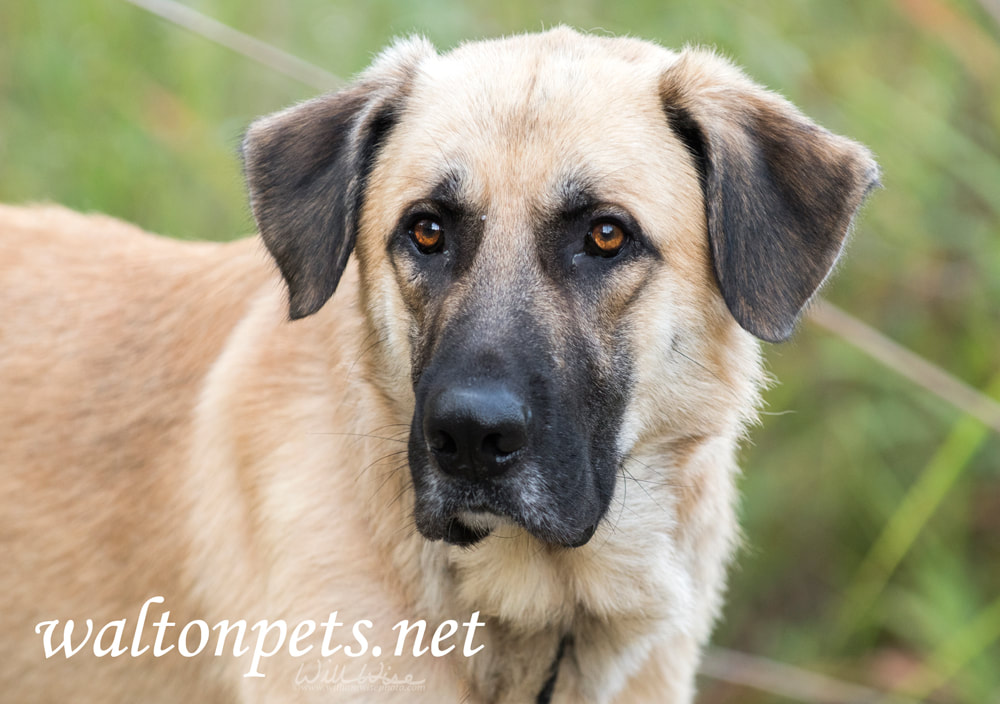 Anatolian Shepherd herding livestock guardian dog Picture