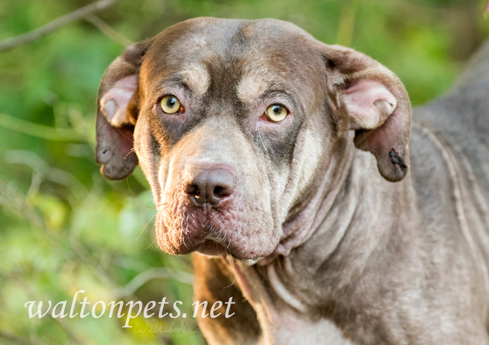 Sad Pitbull and Shar Pei mixed breed dog with mange skin condition Picture