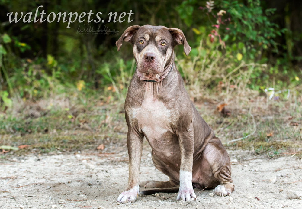 Sad Shar Pei Pitbul mix dog with mange Picture