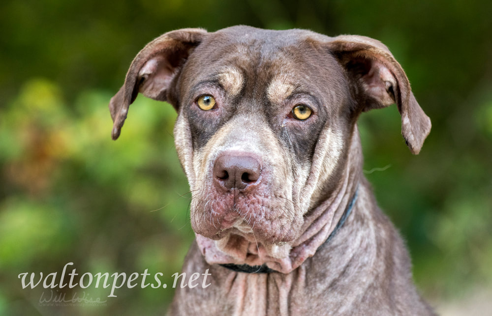 Sad Shar Pei Pitbull mix dog with mange Picture