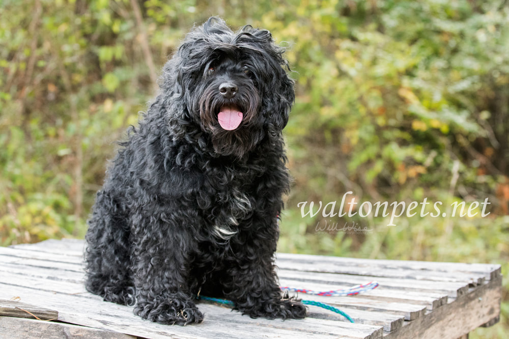 Blind Cockapoo dog with cataracts Picture