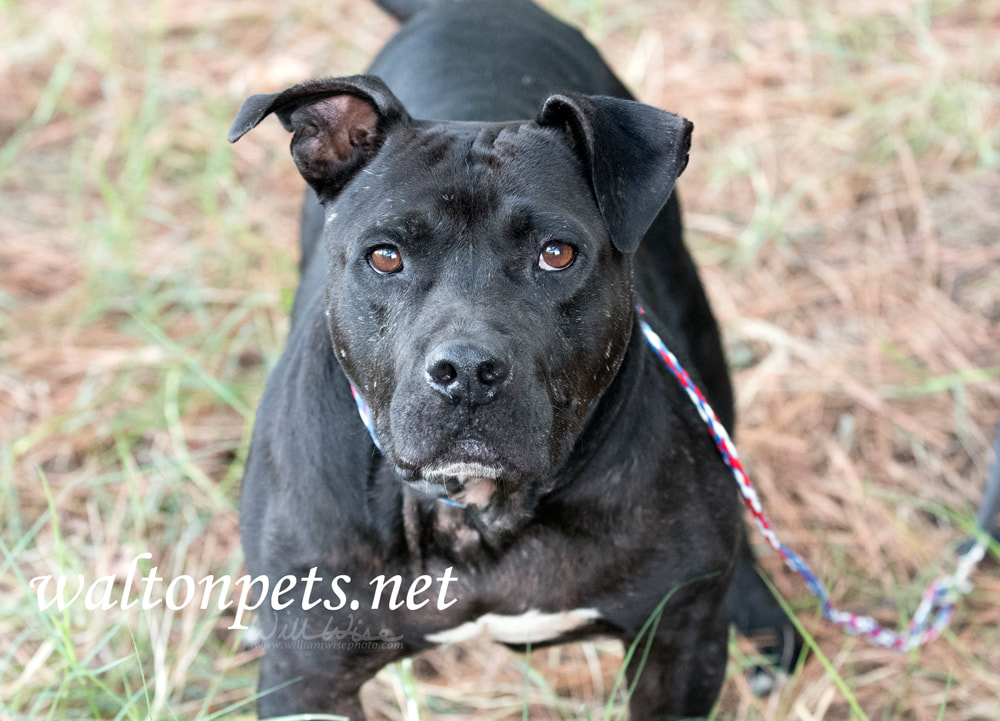 Senior bulldog mix breed dog outside on leash Picture