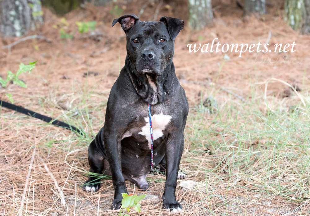 Senior bulldog mastiff mix breed dog outside on leash Picture