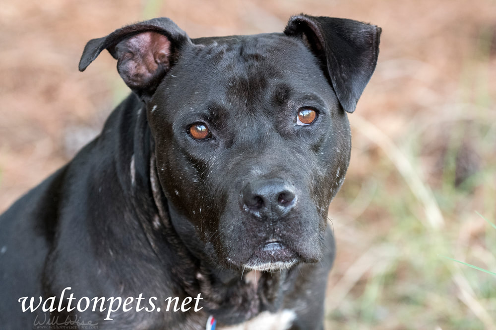 Senior bulldog mix breed dog rescue Picture