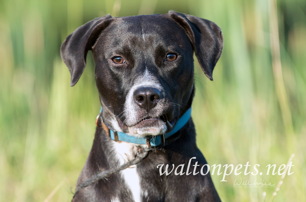 Beagle Labrador mixed breed dog with blue collar and leash Picture