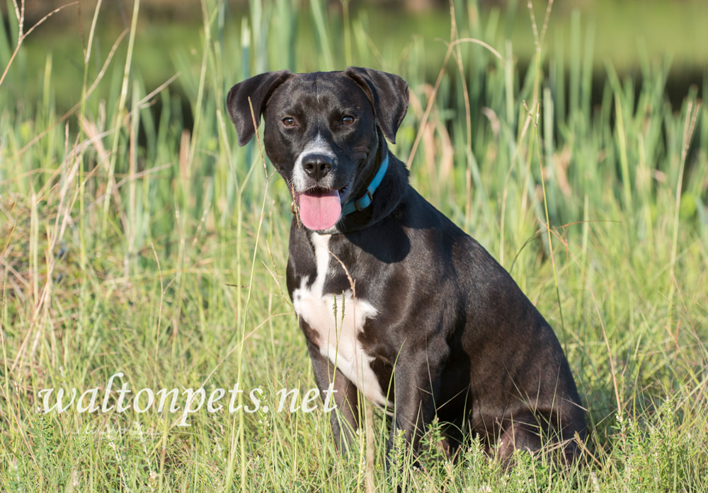 Beagle Labrador mixed breed dog with blue collar and leash Picture
