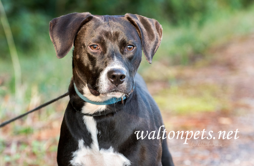 Beagle Labrador mixed breed dog with blue collar and leash Picture
