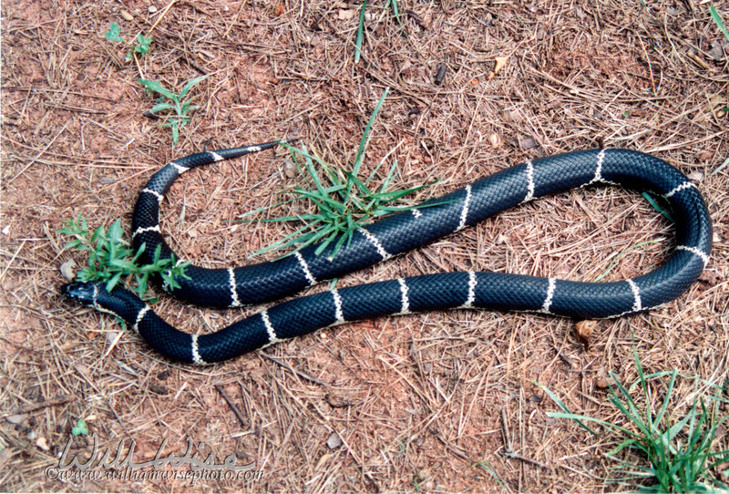 Kingsnake picture