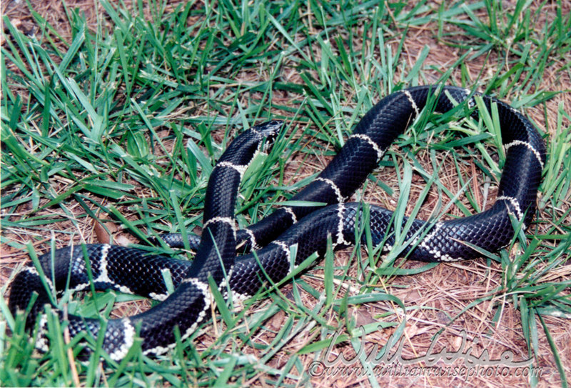 Kingsnake picture