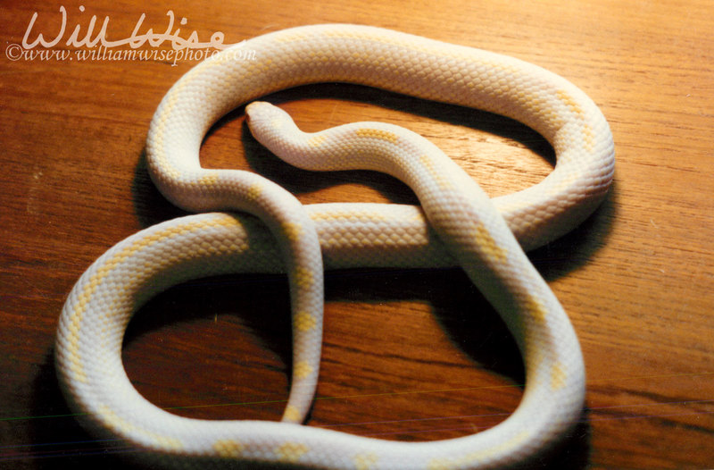 Prairie Kingsnake picture