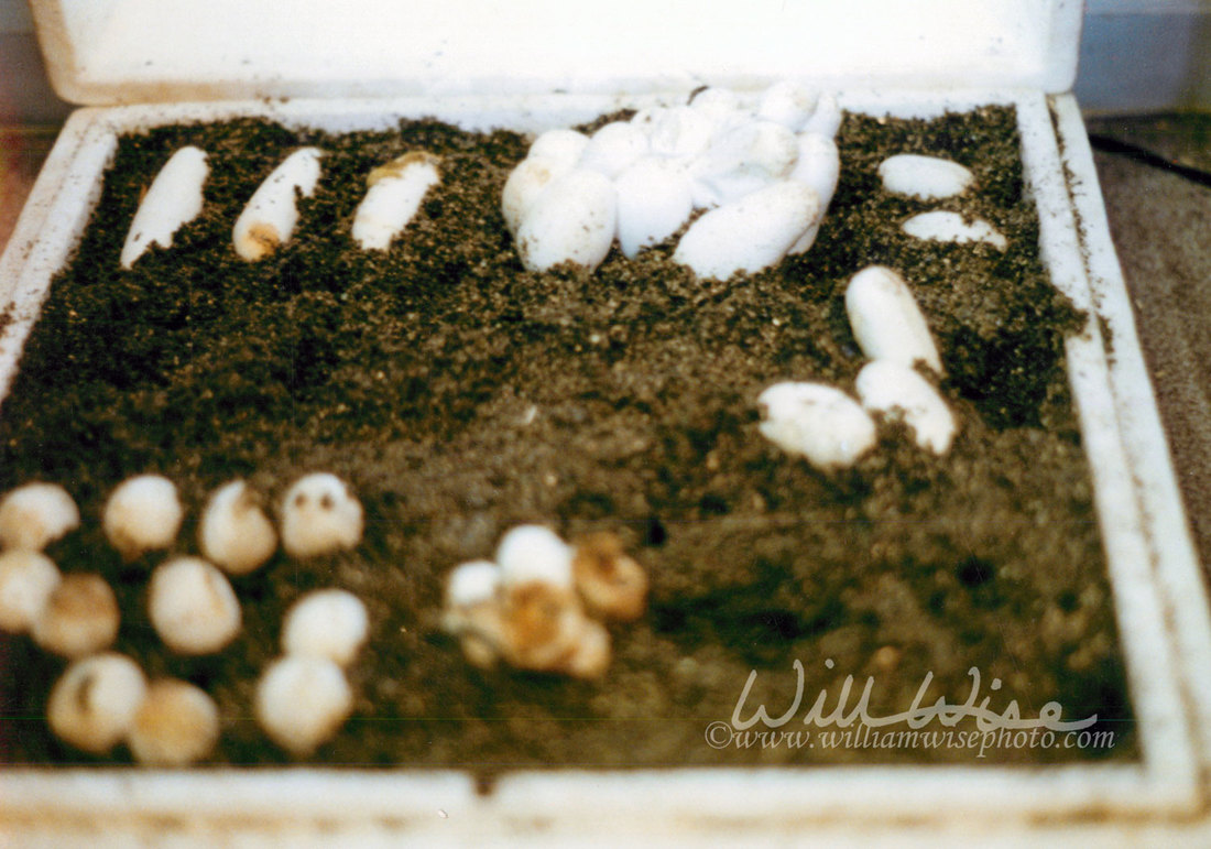 Kingsnake egg Picture
