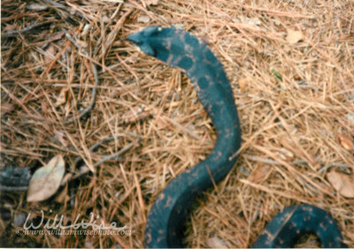Eastern Hognose Snake