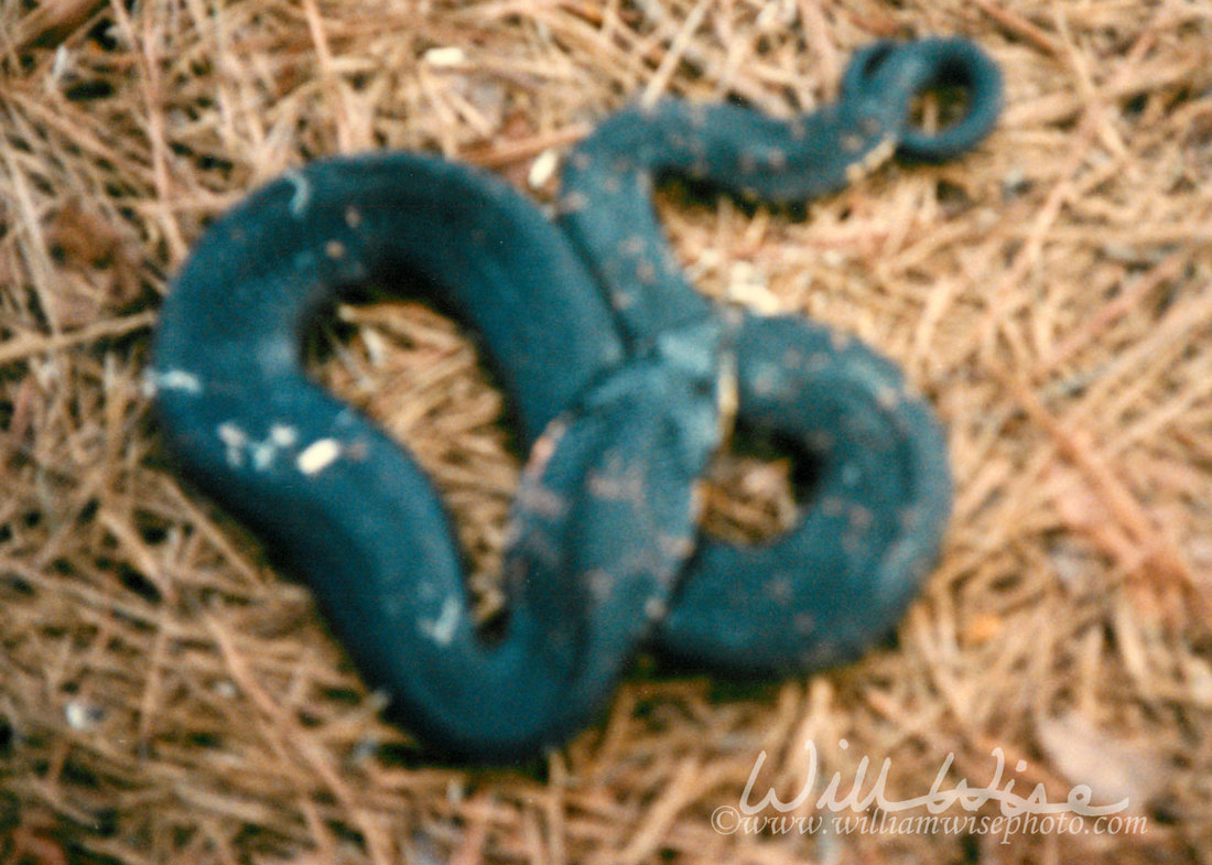 Eastern Hognose Snake Picture