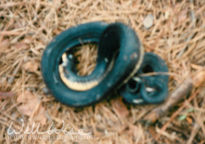 Eastern Hognose Snake