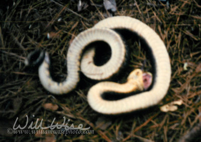Eastern Hognose Snake