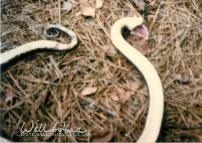 Eastern Hognose Snake