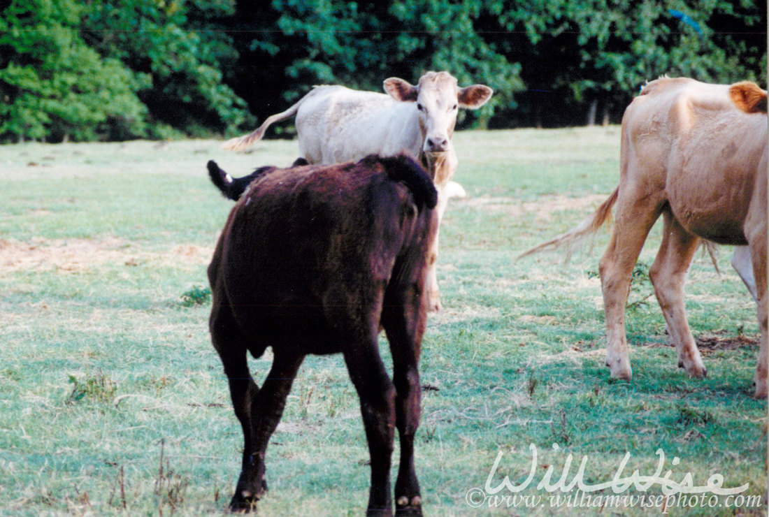 Calf with no tail Picture