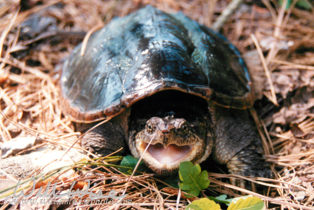 Snapping Turtle Picture