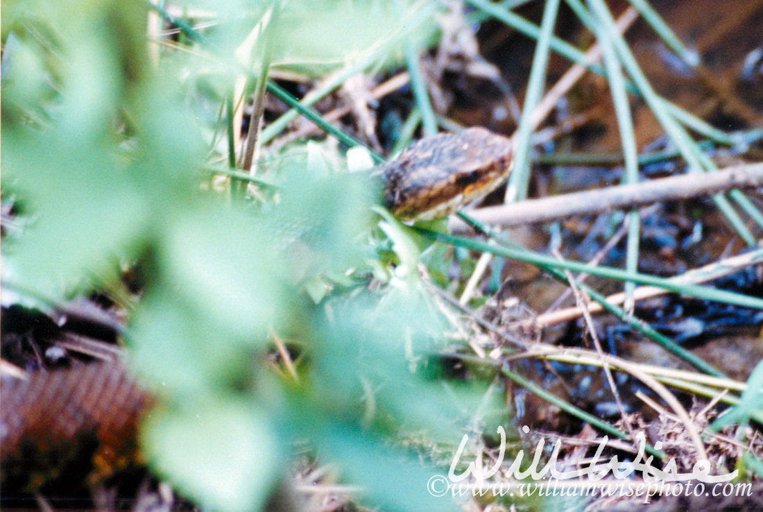 Cottonmouth Picture