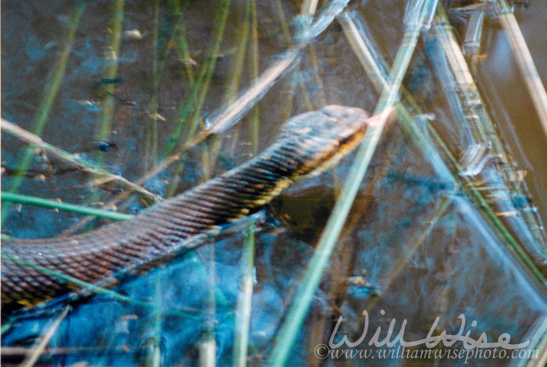 Cottonmouth Picture