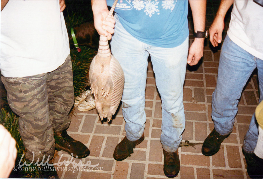 Armadillo Picture