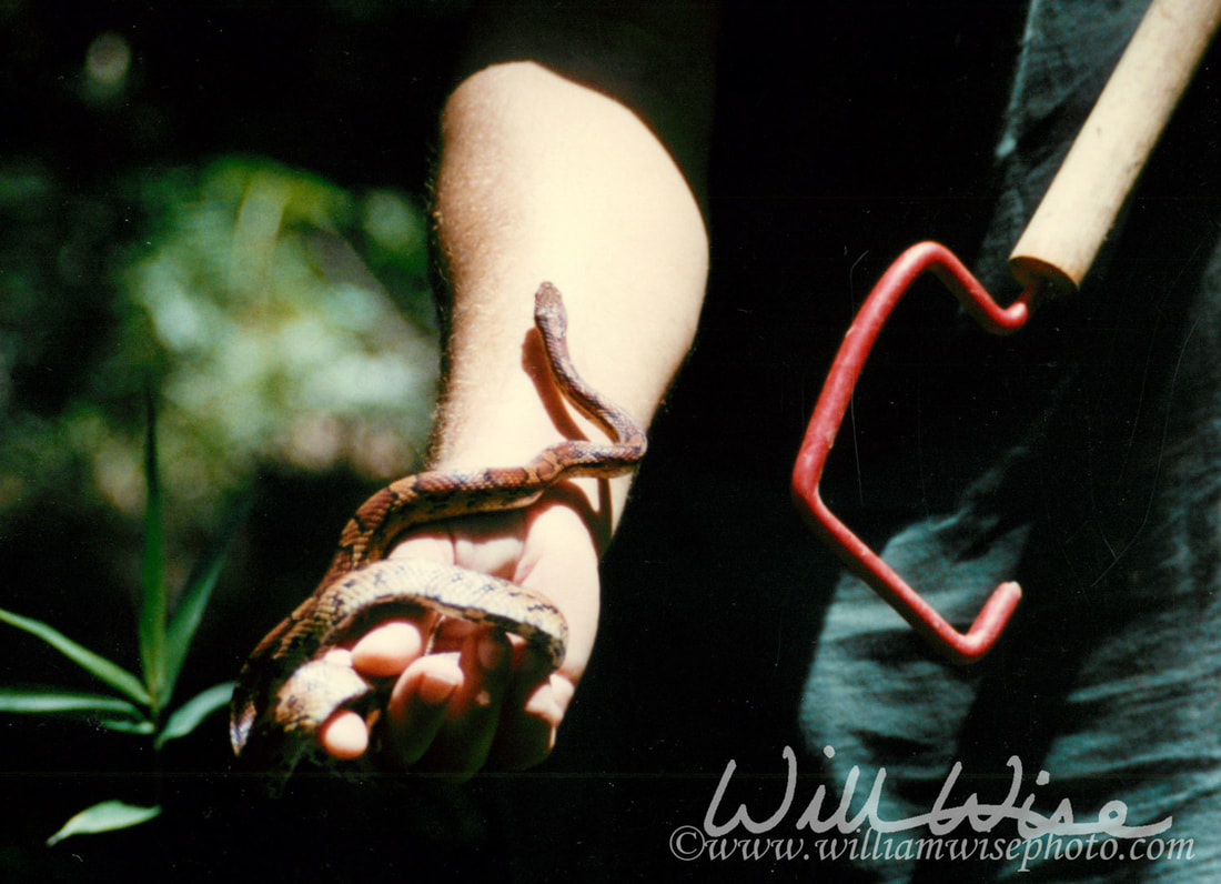 Corn Snake Picture