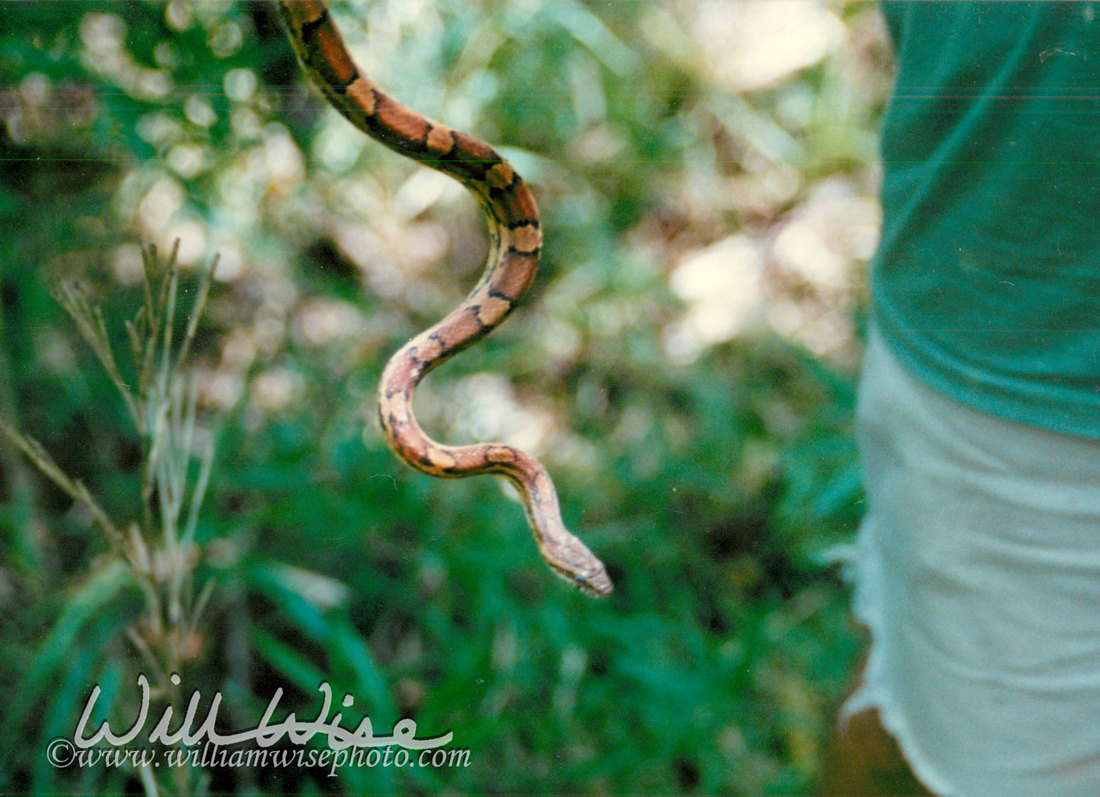 Corn Snake Picture