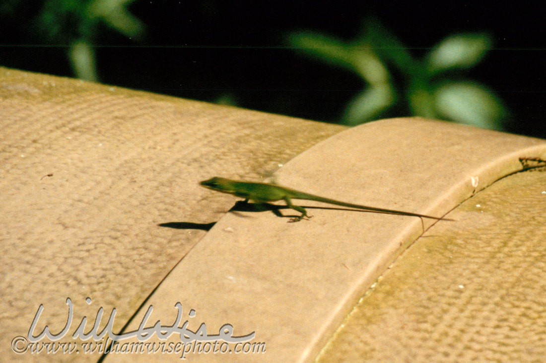 Anole lizard Picture
