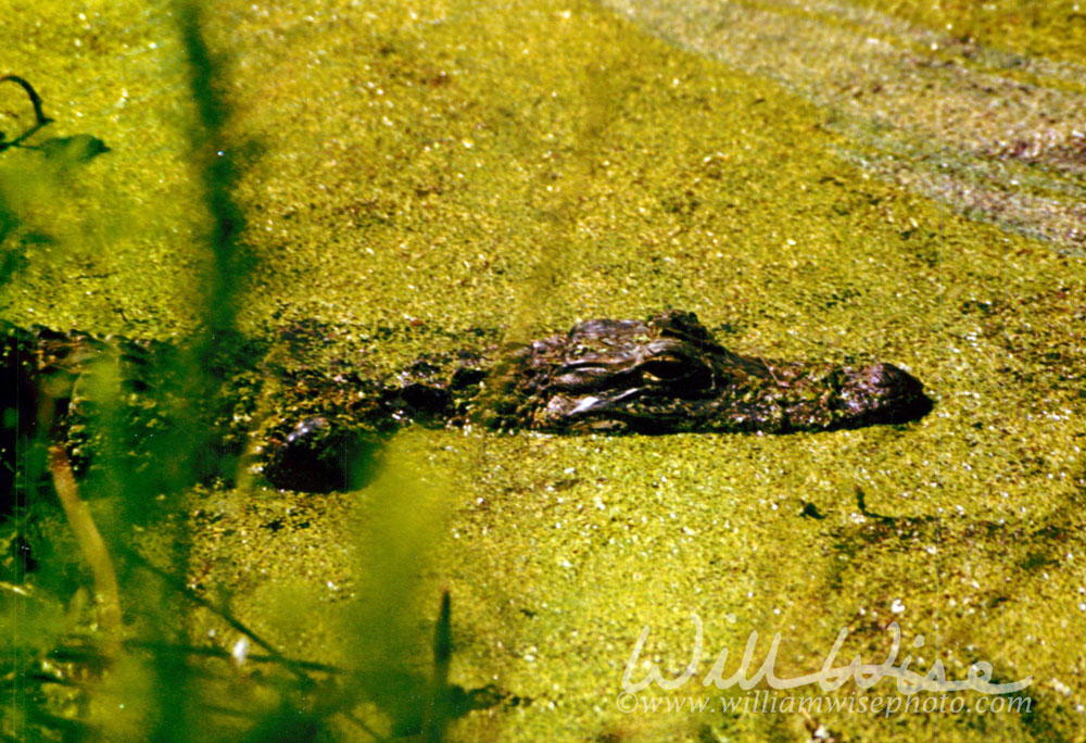 Alligator Picture