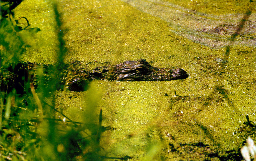 American Alligator Picture