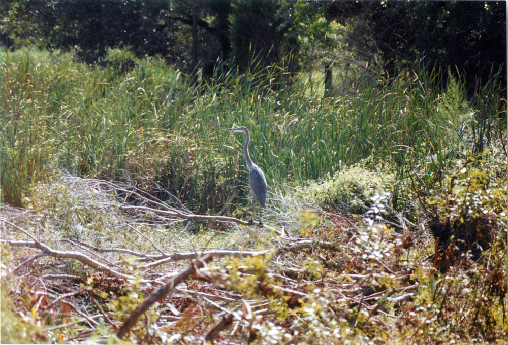 Great Blue Heron Picture