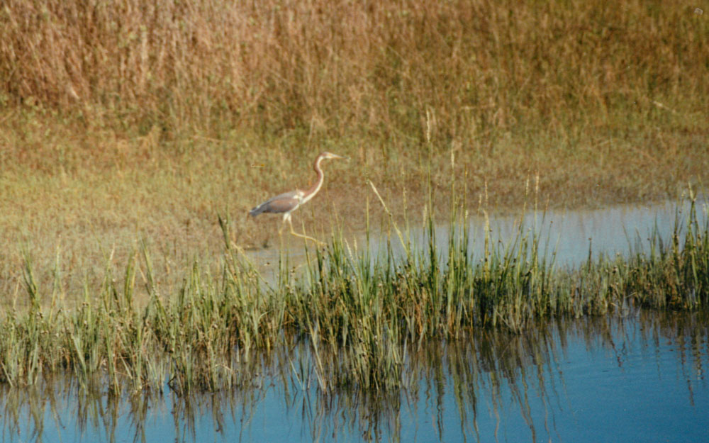 Tricolored heron Picture