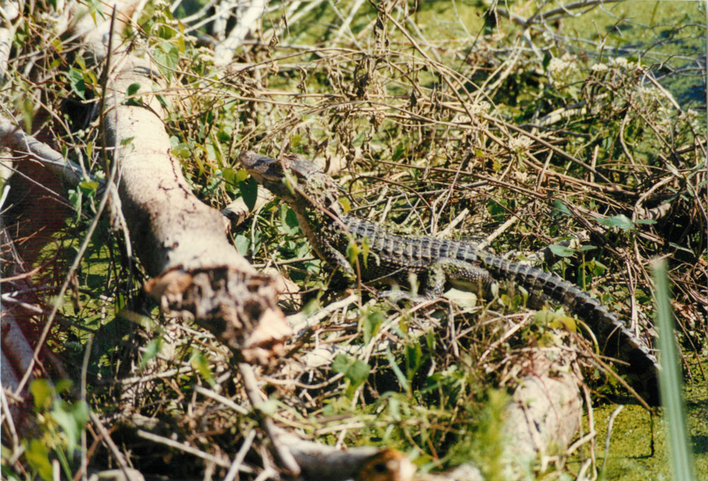 baby alligator Picture