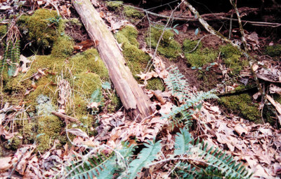 Hard Labor Creek State Park 