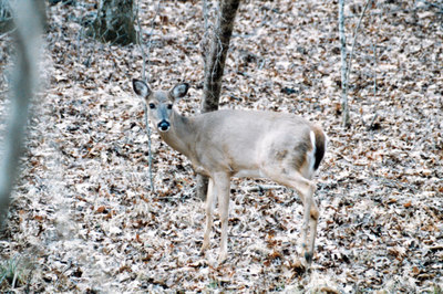Hard Labor Creek State Park 