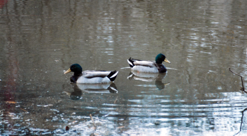 Mallard Picture