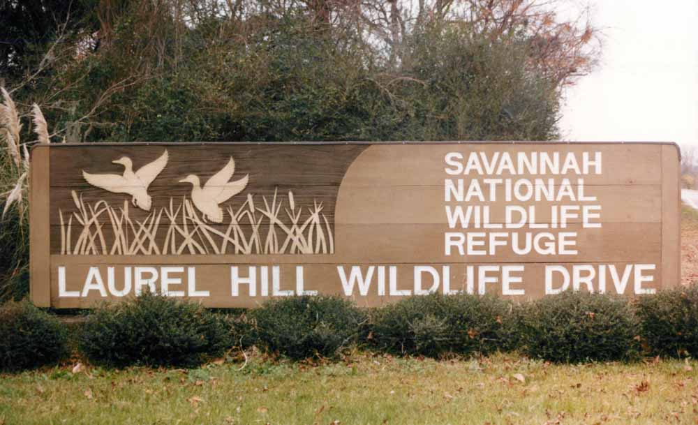Savannah National Wildlife Refuge Laurel Hill Wildlife Drive Picture